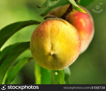 peaches on the tree , close up