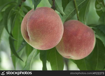 Peaches on tree