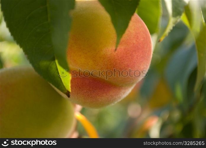 peaches on tree. Close-up