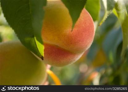 peaches on tree. Close-up