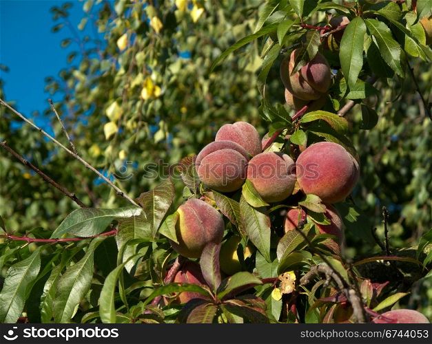 peaches on tree . Fresh ripe peaches on a tree in sunlight