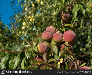 peaches on tree . Fresh ripe peaches on a tree in sunlight