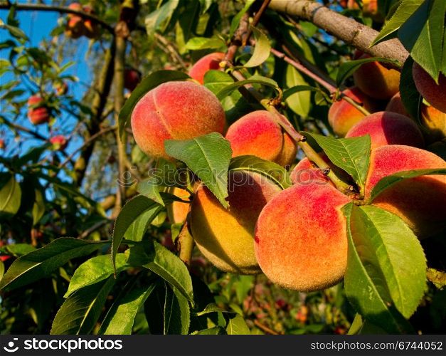 Peaches on tree. Fresh ripe peaches on a tree in warm sunlight