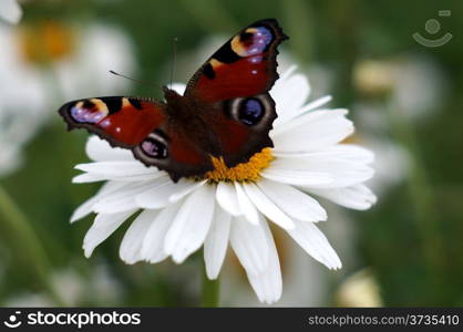 Peacock butterfly on a camomile