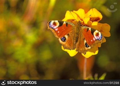 peacock butterfly on a Tagetes flower