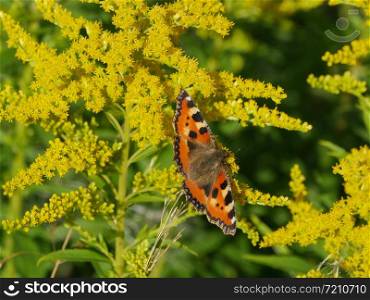peacock eye butterfly on yellow flowers goldenrod drinks nectar