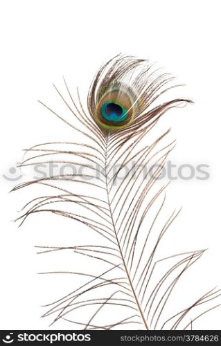 Peacock feather isolated on white background.