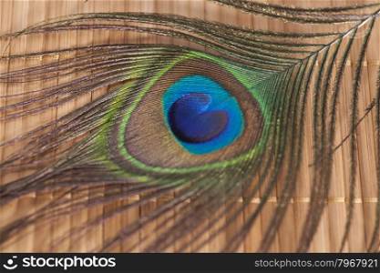 peacock feather on a wooden background