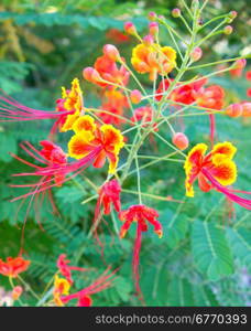 peacock flower