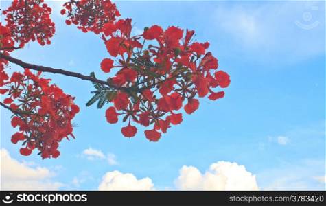 Peacock flowers on poinciana tree and blue sky background