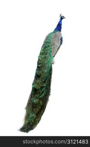 peacock in front of a white background