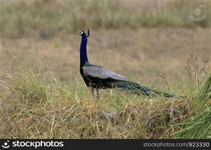 Peacock in Kanha meadows