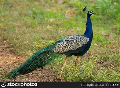Peacock, Pavo cristatus, Nagarhole National park, Karnataka, India. Peacock, Pavo cristatus, Nagarhole National park Karnataka, India.