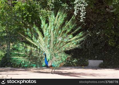 peacock with colorful tail fanned