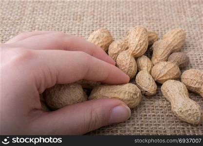 Peanuts in hand and on a linen canvas background