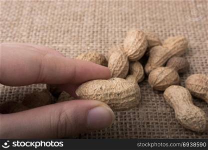 Peanuts in hand and on a linen canvas background