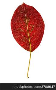 Pear autumn leaf isolated on white