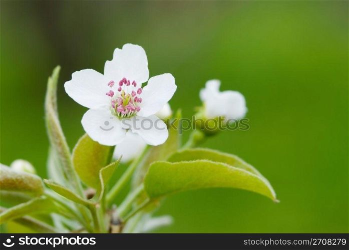 Pear flower blossom in spring