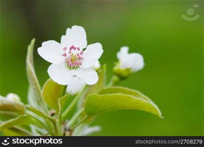 Pear flower blossom in spring