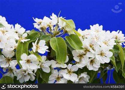 Pear flowers isolated on a dark blue background