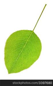 Pear leaf isolated on the white