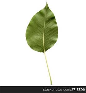 Pear leaf. Pear tree leaf - isolated over white background - back side
