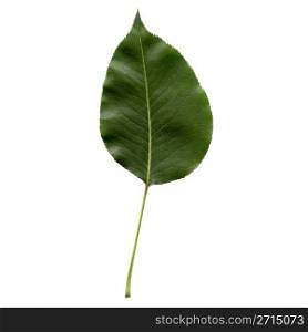 Pear leaf. Pear tree leaf - isolated over white background - front side