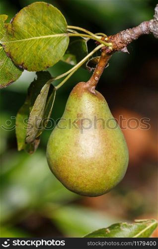 Pear ripening on a pear tree in an orchard during spring