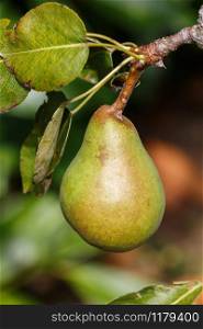 Pear ripening on a pear tree in an orchard during spring