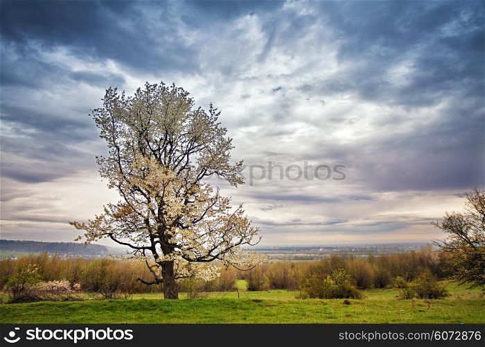 Pear-tree blossoms in spring. April in Carpathians
