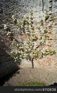 Pear tree in private garden, Ladykirk, County of Berwick, Scottish Borders