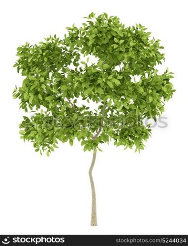 pear tree isolated on white background. 3d illustration
