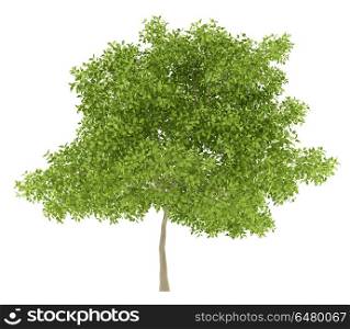 pear tree isolated on white background. 3d illustration