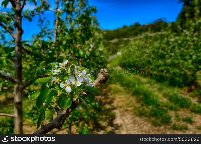 pear tree plantation flower close up, green field and blue sky