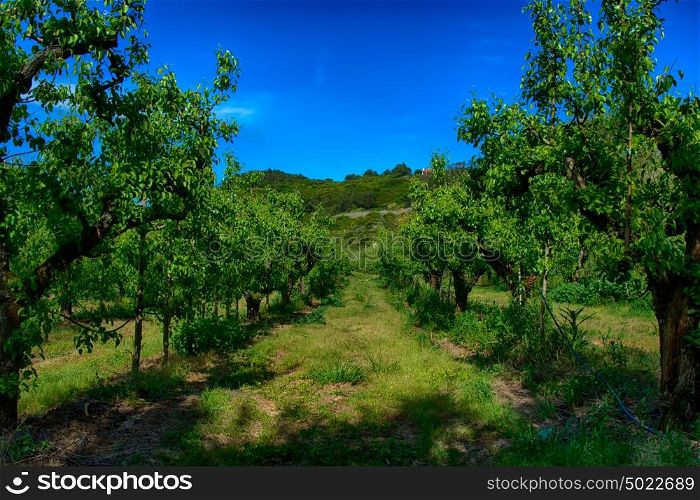 pear tree plantation, green field and blue sky