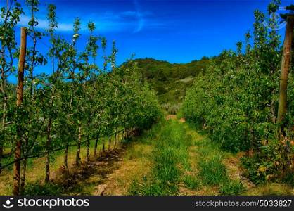 pear tree plantation, green field and blue sky