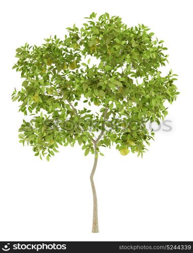 pear tree with pears isolated on white background. 3d illustration