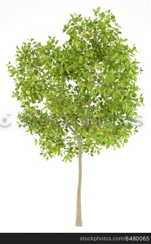 pear tree with pears isolated on white background. 3d illustration. pear tree with pears isolated on white background. 3d illustrati