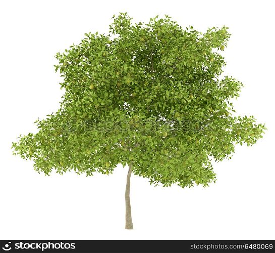 pear tree with pears isolated on white background. 3d illustration. pear tree with pears isolated on white background. 3d illustrati