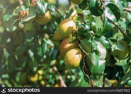 Pear tree with pears, organic natural fruits in a garden, harvest concept. Pear tree with fruit