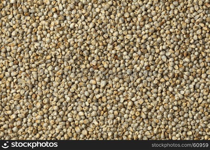 Pearl millet close up full frame