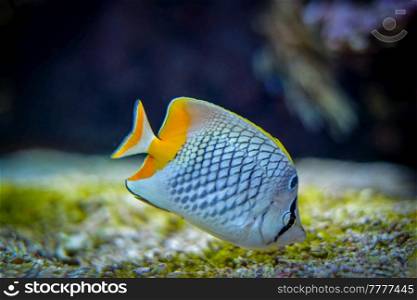pearlscale butterflyfish Chaetodon xanthurus fish underwater in sea with corals in background. pearlscale butterflyfish Chaetodon xanthurus fish underwater in sea