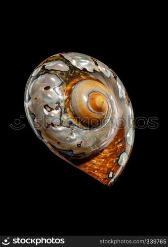 Pearly snail sea shell of Turbo sarmaticus South African turban on a black background. South African Turban Shell on a black background