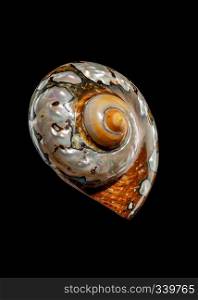 Pearly snail sea shell of Turbo sarmaticus South African turban on a black background. South African Turban Shell on a black background