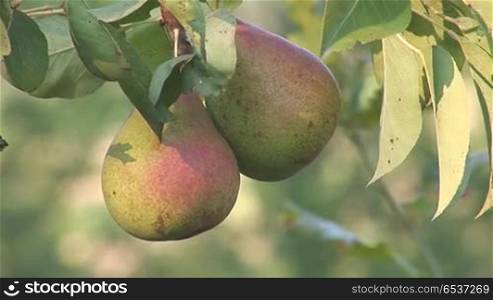 pears hanging on a branch