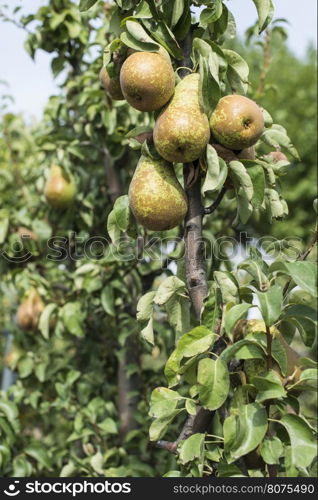 Pears in orchard. Pears on branch closeup