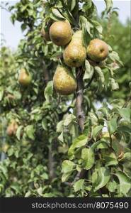 Pears in orchard. Pears on branch closeup