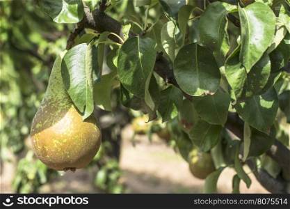 Pears in orchard. Pears on branch closeup