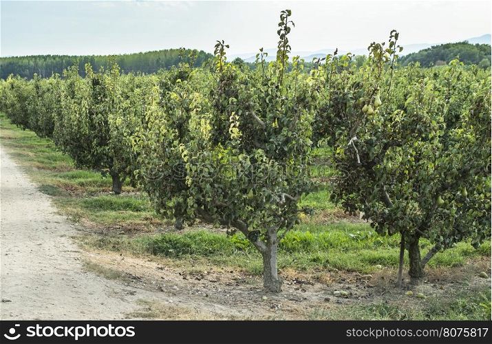 Pears in orchard. Pears trees