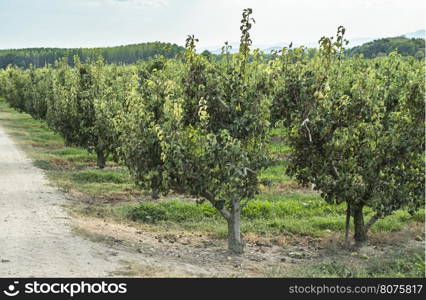 Pears in orchard. Pears trees